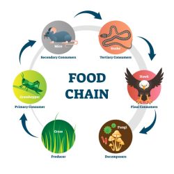 Food webs and food chains worksheet