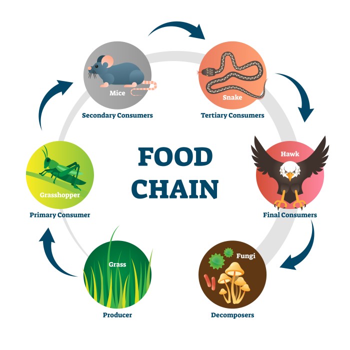 Food webs and food chains worksheet