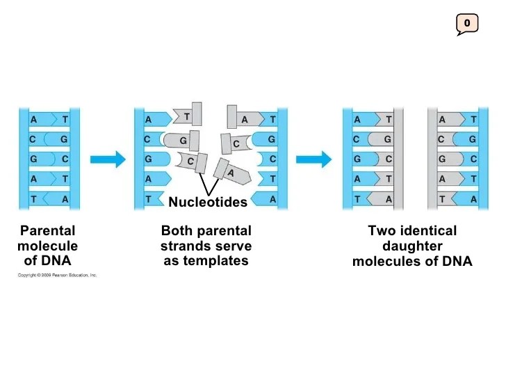 Bioflix activity dna replication nucleotide pairing