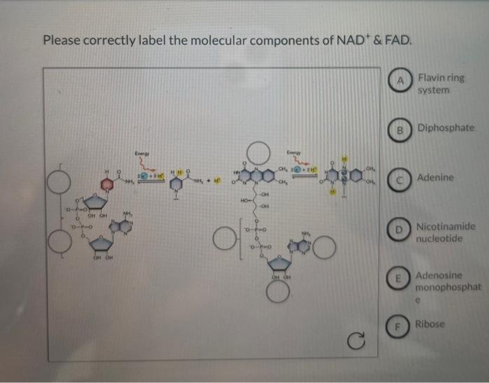 Please correctly label the molecular components of nad+ and fad.