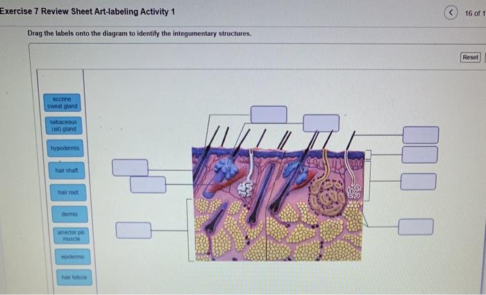 Exercise 7 review sheet the integumentary system