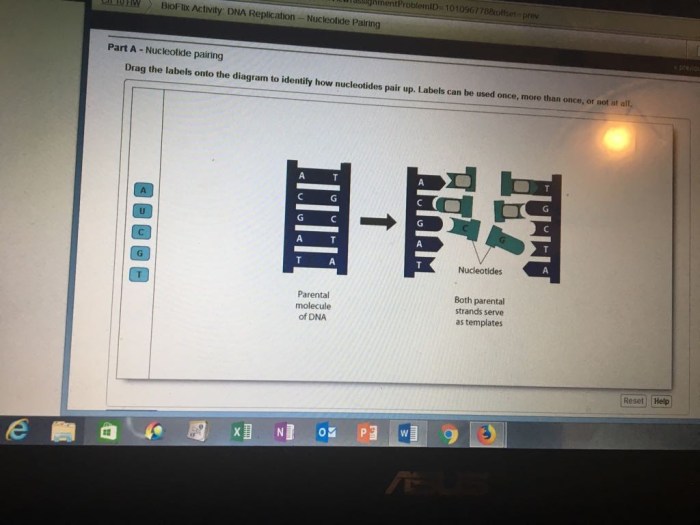 Bioflix activity dna replication nucleotide pairing