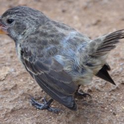 Speciation in galapagos island finches answer key