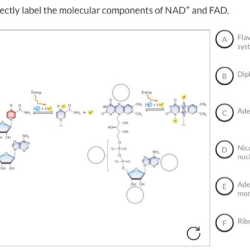 Molecular correctly nad fad mechanisms biology