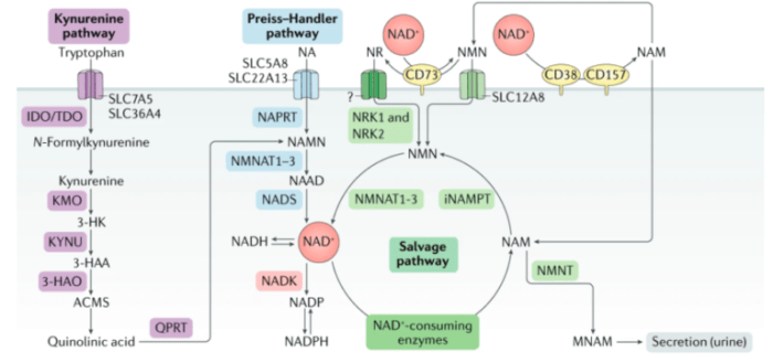 Which of the following statements describes nad+