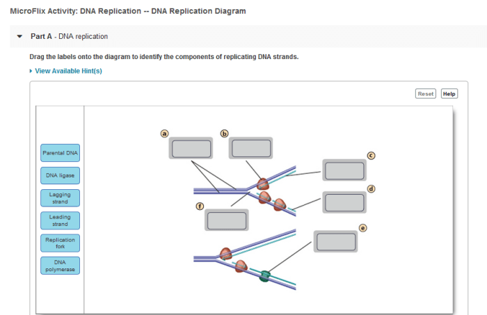 Dna replication nucleotides added