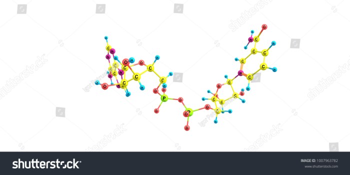 Which of the following statements describes nad+